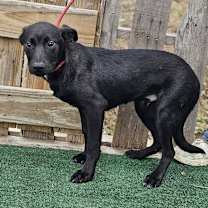 Thumbnail photo of Ferb #1