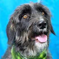 Thumbnail photo of Charlie #2