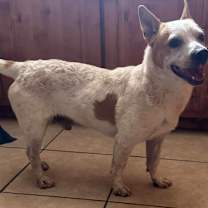 Thumbnail photo of Decoy #3