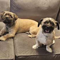 Thumbnail photo of Nigel- sweet fluffball #4