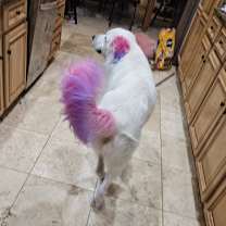 Thumbnail photo of Odin #2