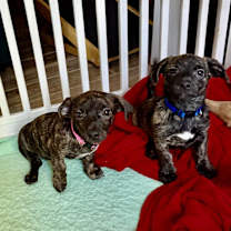 Thumbnail photo of Little Elf #3