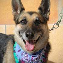 Thumbnail photo of Bear #1