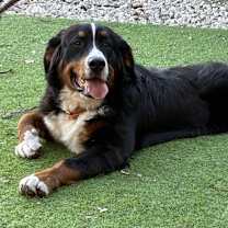 Thumbnail photo of Milo #2