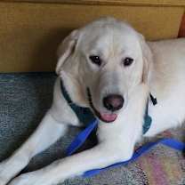 Thumbnail photo of Tater Tot #2