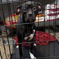 Thumbnail photo of Chai #1