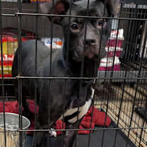 Thumbnail photo of Chai #2