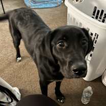 Thumbnail photo of Lily #1