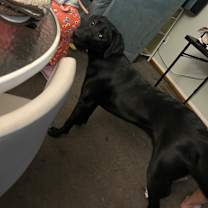 Thumbnail photo of Lily #3