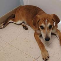 Thumbnail photo of Jennings (Foster or Adopter Needed!) #3