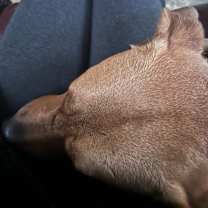 Thumbnail photo of Arlo #4