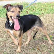 Thumbnail photo of Tinkerbell 42862 #4