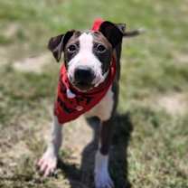 Thumbnail photo of Cruz SSP #2