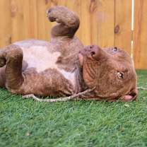 Thumbnail photo of Nixie JuM #4