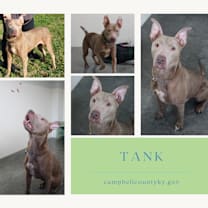 Thumbnail photo of Tank #1
