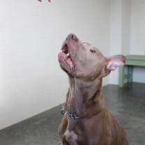 Thumbnail photo of Tank #2