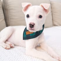 Thumbnail photo of Bear #1