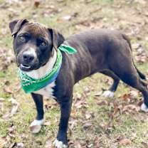 Thumbnail photo of Bubba #1