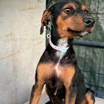 Thumbnail photo of Chloe #3