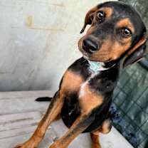 Thumbnail photo of Chloe #4