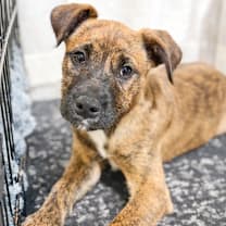 Thumbnail photo of Viv #3