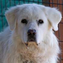 Thumbnail photo of Ruby (D25-108) #3