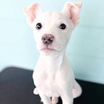 Thumbnail photo of Bear #4