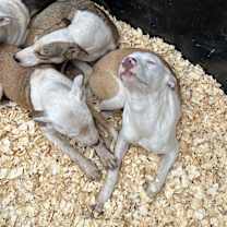 Thumbnail photo of Rolo #2