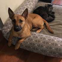 Thumbnail photo of Scarlett #3