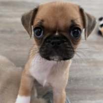 Thumbnail photo of Brooks #2