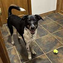 Thumbnail photo of Sammy #2