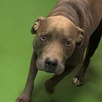 Thumbnail photo of Blue - At shelter #1