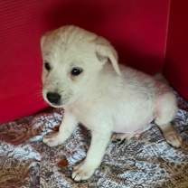 Thumbnail photo of Kopa #2