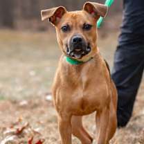 Thumbnail photo of Nesta in Powhatan VA #3