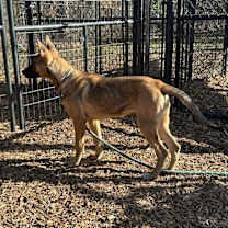 Thumbnail photo of Paisley - Located in Georgia #4