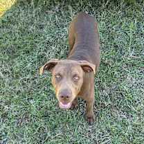 Thumbnail photo of Dooley #2