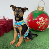 Thumbnail photo of Rihanna #2