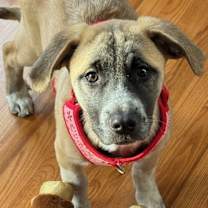 Thumbnail photo of Greta #1