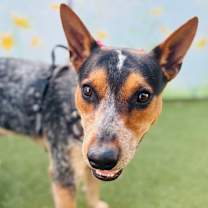 Thumbnail photo of Jack #3