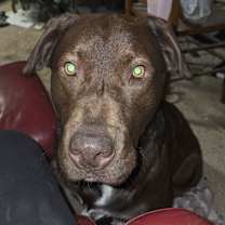 Thumbnail photo of Rusty #1