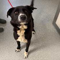 Thumbnail photo of Firework #1