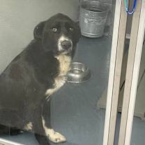 Thumbnail photo of Firework #2