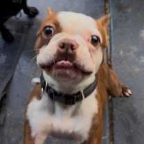 Thumbnail photo of Van Gogh #1