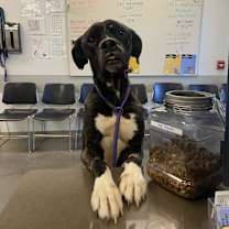 Thumbnail photo of Hank #1