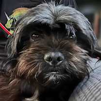 Thumbnail photo of Ivy #4