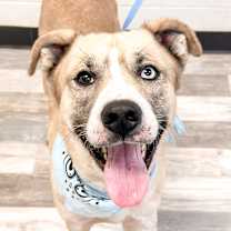 Thumbnail photo of Rocksteady  #1