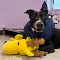 Thumbnail photo of Oswald #2