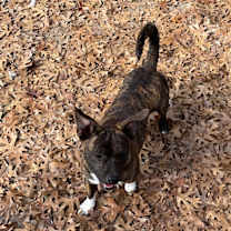 Thumbnail photo of Bradley #3