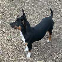 Thumbnail photo of Ashley #4