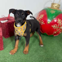 Thumbnail photo of Justin #4